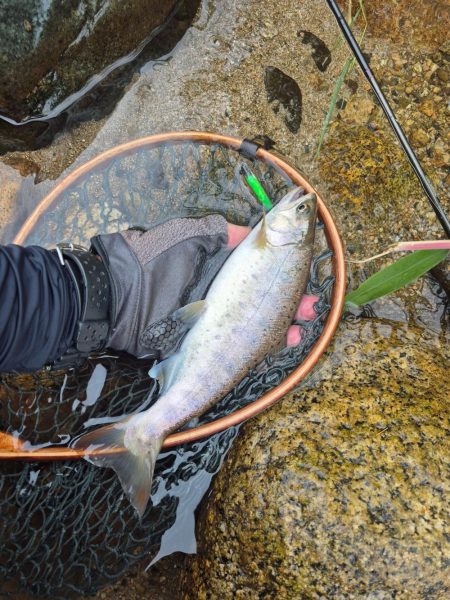 今日は出ないね( ノД`)…