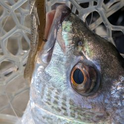 夜勤前広島チニング！