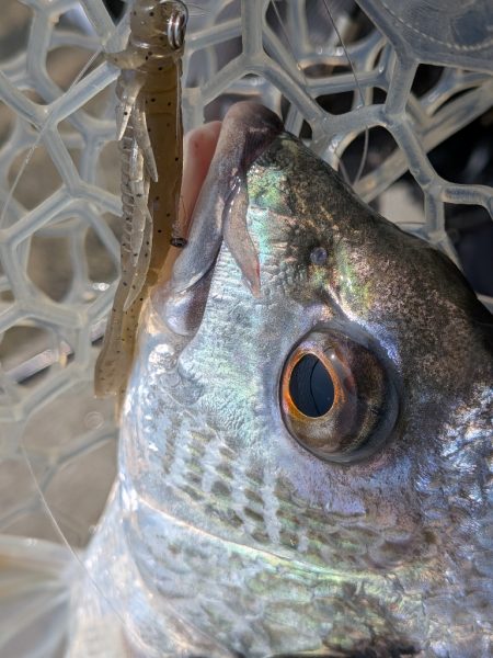 夜勤前広島チニング！