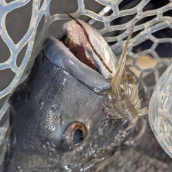 爆釣広島チニング77枚!