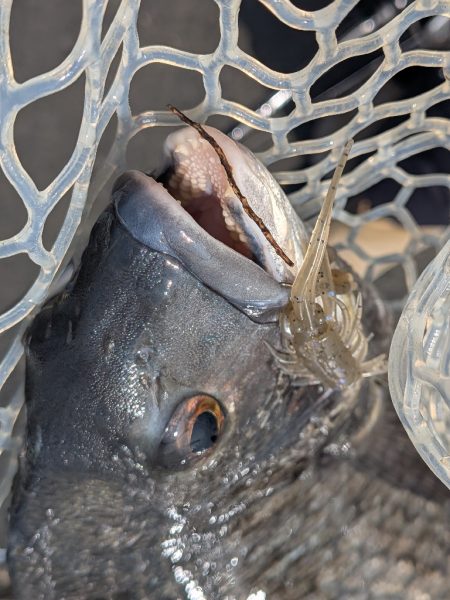 爆釣広島チニング77枚!