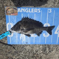 今日は、紀州釣り🥵