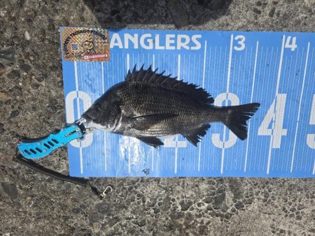 今日は、紀州釣り🥵