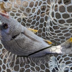 夜勤前広島チニング