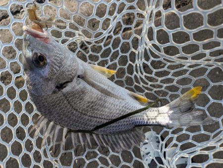 夜勤前広島チニング