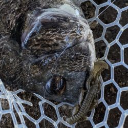 広島チニング　スモーキンダッドの日