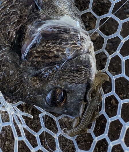 広島チニング　スモーキンダッドの日