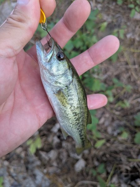 家前fishing！スプーンで楽しむの巻