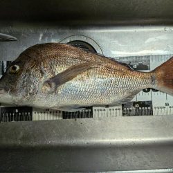 近所でデカマダイ含む4目達成!