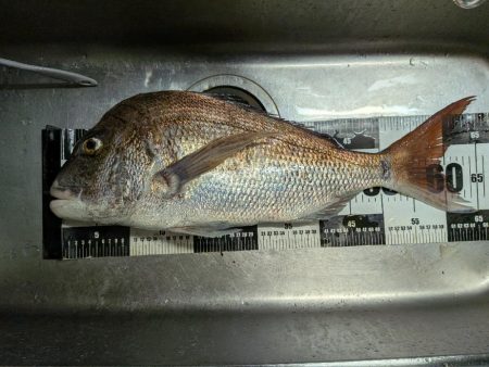 近所でデカマダイ含む4目達成!