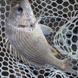 真夏の広島チニング