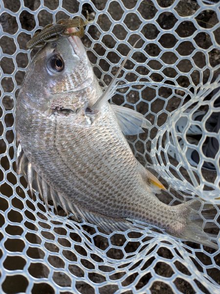 真夏の広島チニング