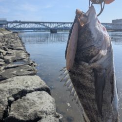 激暑×激ムズ 自作ペンシルで広島チニング