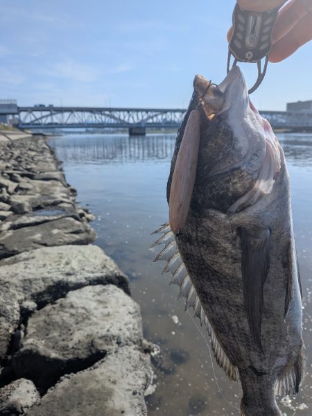 激暑×激ムズ 自作ペンシルで広島チニング