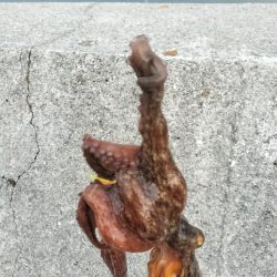 オクトパッシング