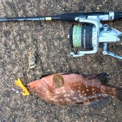 ハードロック X鱗づけ