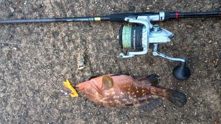 ハードロック X鱗づけ