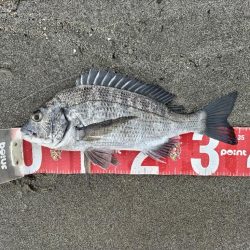 短時間釣行で釣れました!