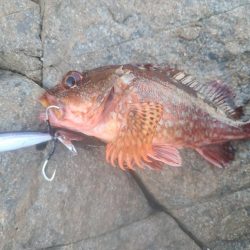 イノシシ&毒性植物。アコウは釣れた