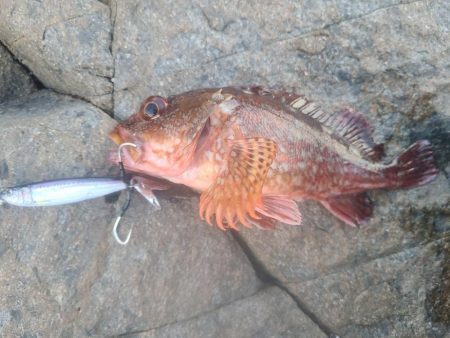 イノシシ&毒性植物。アコウは釣れた