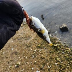 しごおわチニング