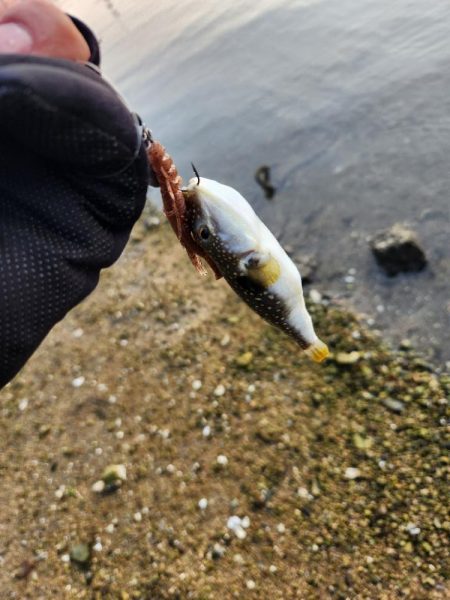 しごおわチニング