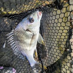 しごおわチニング