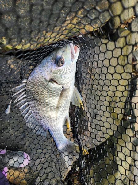 しごおわチニング