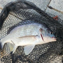 市内河川チニング