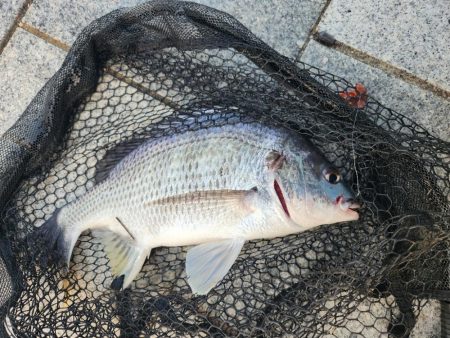 市内河川チニング