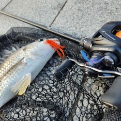 フリリグ&ミノーチニング