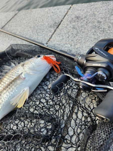 フリリグ&ミノーチニング