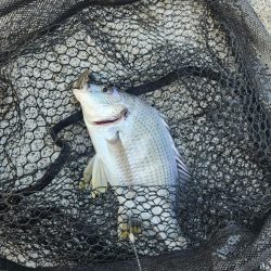 しごおわチニング