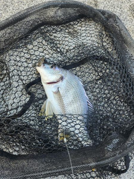 しごおわチニング