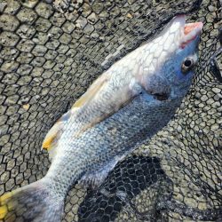 炎天下チニング