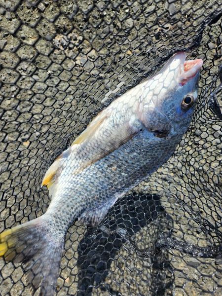 炎天下チニング