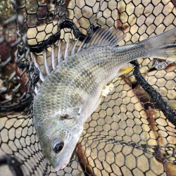 しごおわチニング