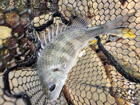 しごおわチニング