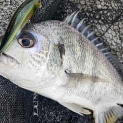 広島市内河川！クロスウェイクチニング