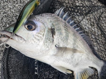 広島市内河川！クロスウェイクチニング
