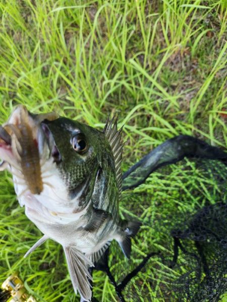 広島市内チニング👍
