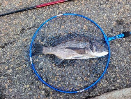 久し振りのチヌ釣り