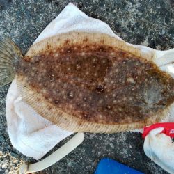 キス泳がせ釣り