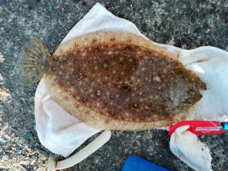 キス泳がせ釣り