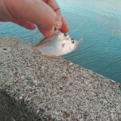 キスとマゴチ調査釣行