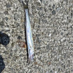 小浦一文字で小物六目釣り…