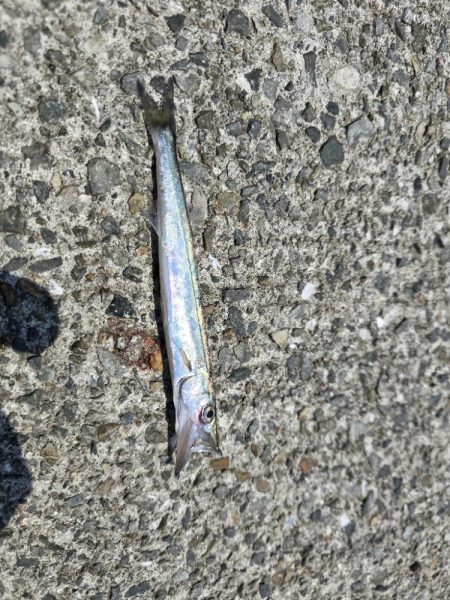 小浦一文字で小物六目釣り…