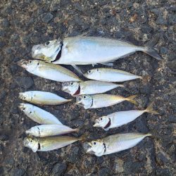 悪戦苦闘の飛ばしサビキ