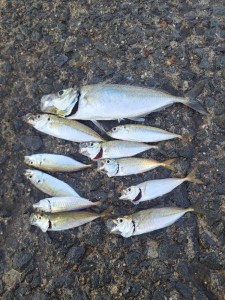 悪戦苦闘の飛ばしサビキ