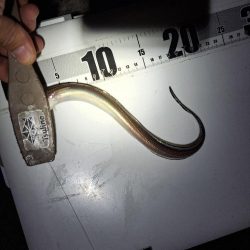 どハマり穴子釣り
